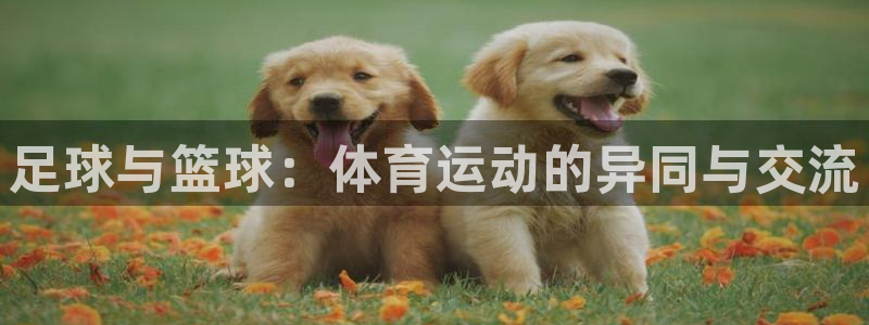 betway西汉姆官网：足球与篮球：体育运动的异同与交流